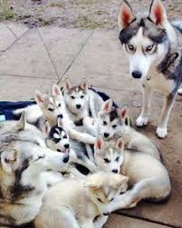 Information alaskan malamute factfile (self.alaskanmalamute101). 24 Ide Anjing Husky Terbaik Anjing Husky Anjing Hewan