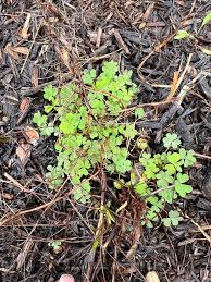 Image result for Oxalis corniculata