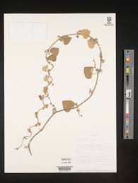 Image result for Cissampelos mucronata