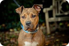 Have you already paid your application fee? Megan Nashville Tn Staffordshire Bull Terrier Labrador Retriever Mix Meet Megan A Dog For Adoption Htt Staffordshire Bull Terrier Pets Bull Terrier Mix