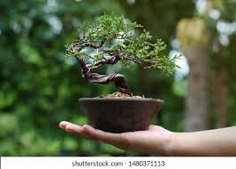 This captivating rock juniper bonsai tree features the power and tranquility of bonsai but in a smaller size. Japanese Juniper Bonsai Tree On Hand Stock Photo Edit Now 1480371113