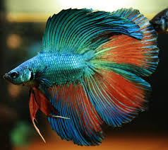 Woah Double Tail Betta Fish Betta Fish Betta Betta Fish Care