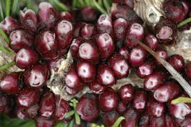 Image result for Pilostyles aethiopica