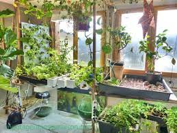 Indoor Vegetable Gardens Bing Images Indoor Vegetable Gardening Aquaponics System Aquaponics
