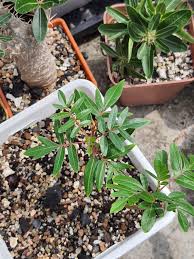 Image result for Erythrophysa