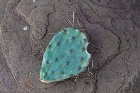 I watch him walk next door, the guilt already building in my chest over what i did to that cactus. How To Kill Cactus In 2021 Manually And Chemically A Nest With A Yard