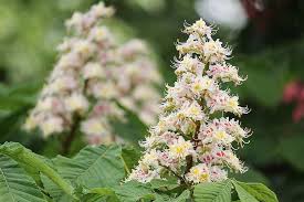 Poisonous / giftig blüten und samen enthalten die giftige substanz aescin. Rosskastanie Gewohnliche Rosskastanie Kastanie Kastanienblute Aesculus Hippocastanum Bluhen Baum Blutenstand Kastanienbaum Fruhling Kastanienblatter Pikist
