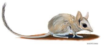 Image result for Paratheria