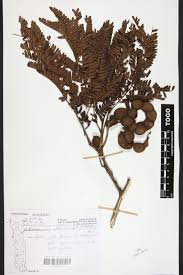 Image result for Cathormion altissimum