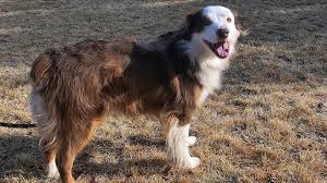 The slogan is worth for any social awareness marketing.every marketer should aware of the importance of slogan for success of any campaign. Dog Shot 4 Times Up For Adoption In Bend Oregon Kgw Com