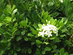 Image result for Maerua paniculata