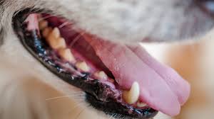 Despite this, osteosarcoma is still considered to be a rare cancer in cats. Top 5 Dental Conditions For Dogs And Cats Pet Health Insurance Tips