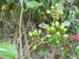 Image result for Smilax anceps