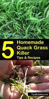 We did not find results for: 5 Diy Quack Grass Killer Recipes