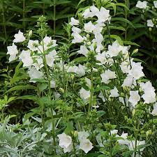 Campanula Persicifolia Grandiflora Alba White Flower Farm Moon Garden Campanula Flowers