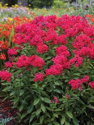 Paniculata phlox grows tall, sometimes as high as five feet. Phlox Red Riding Hood Bluestone Perennials