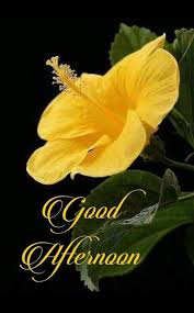 Funny tuesday quotes and sayings. Pin By Neeraj Bakshi On Flores Afternoon Quotes Good Afternoon Quotes Good Morning Flowers