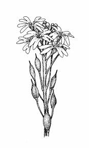 Image result for Bertiera angusiana