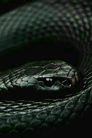 Image About Green In Snake By Adele Benefice On We Heart It Slytherin Slytherin Aesthetic Snake