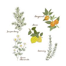 Kitchen Set for Machine Embroidery Floral Botanical Lemon Bergamot Rosemary  Chamomile Pattern Instant Download Zip