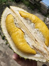 The bentong durian shop is on jalan wayang. 998 Bentong Musang King Home Facebook