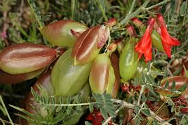 Image result for Lessertia pauciflora