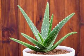 I try to avoid soils that have large chunks of forest products, that is keep in mind also that there are many other factors such as, light, humidity, and temperature that affect the. Aloe Vera How To Care For Aloe Vera Plants The Old Farmer S Almanac