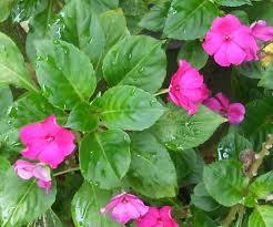 Ini bukan bunga untuk pacar lho. Bunga Pacar Air Impatiens Balsamina Si Penyambut Di Pematang Sawah Lopinemo