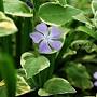 Profile Picture of How to Grow And Care For Variegated Vinca (Bigleaf Periwinkle)on Google