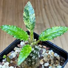 Image result for Dorstenia psilurus