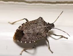 What Attracts Stink Bugs In Your House Hello Lidy In 2020 Stink Bugs Stink Bug Spray Stink Bug Repellent