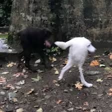 To make a square picture, you need to specify the same width and height in pixels, for example, 1080x1080 (this size is used on the website instagram.com) and select in settings cropping of. Cursed Panorama Dog Marti Grabshtejn Tea Uajt Piter Fernandez I Dr