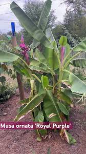 Image result for Musa ornata