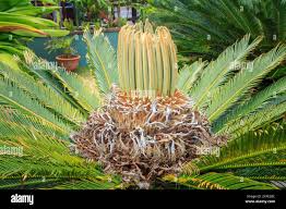 Image result for Cycas