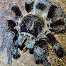 Image result for Centema subfusca