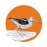 Scientific Illustration: Birds