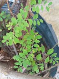 Image result for Phyllanthus tenellus
