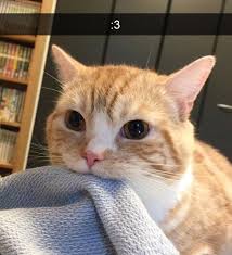 Funny Pics Cat Snapchat Cute Animals Cute Cats Cat Aesthetic