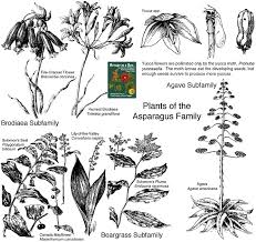 The leaves will wilt because the damage prevents the flow of nutrients to the leaves, and then they will dry up and turn black, crisp, and brittle. Asparagaceae Asparagus Family Identify Plants And Flowers