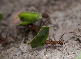 Come Eliminare Le Formiche In Casa E In Giardino Soluzioni Pratiche Nel 2020 Eliminare Le Formiche Formiche Insetticida Naturale