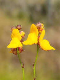 Image result for Utricularia scandens