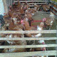 Maybe you would like to learn more about one of these? Jual Ayam Merah Horn Afkir Murah Di Semrang Home Facebook