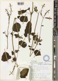 Image result for Tetradenia tanganyikae