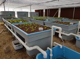 Aquaponics Grow Beds And Filter Tanks Ajay Fibreglass