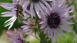 Image result for Berkheya