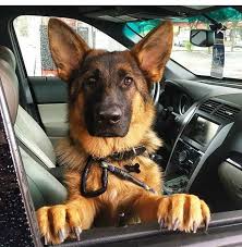 Pagina de facebook dedicada al artista de canción española alberto moreno. Pin By Gonzalo Alberto Moreno Castane On Puppies 3 German Shepherd Dogs German Shepherd Puppies Puppies