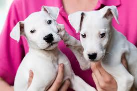 Being the only public farm of its size within the m25, belmont is the perfect place for londoners to experience a real working farm, hands on. Hunter Shelter Rspca Nsw