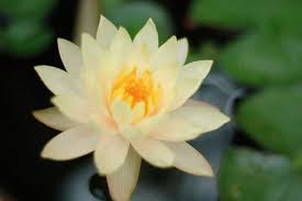 The Lotus Flower Is A Symbol Of Health Honor And Spiritual Awakenings Nature Photography Flowers Nature Tattoos Flower Meanings
