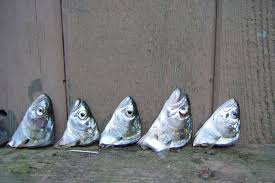 Fish Heads Fish Heads Rolly Polly Fish Heads Song From The 80 S Fish Old Toys Favorite Dish