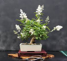 Bonsai White Butterfly Bush The Dainty Fragrant Flowers Of The Butterfly Bush Cluster Together In Interesting Butterfly Bush White Butterfly Fragrant Flowers